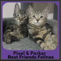 Photo of Pixel & Parker