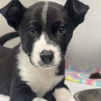 Photo of Dora