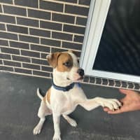 Photo of Marty   7 Month Old American Bulldog X