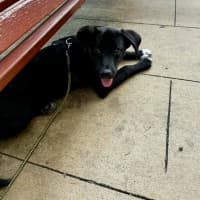 Photo of Jemima   5 Month Old Border Collie X