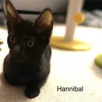 Photo of Hannibal
