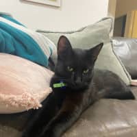 Photo of Slinky   1.5 Year Old Domestic Shorthair