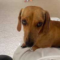Photo of Roxy