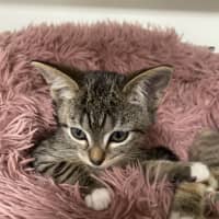 Photo of Cloud – Ringworm Special $49