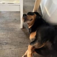 Photo of Peanut