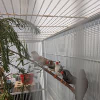 Photo of The Feathered Lucky Charms