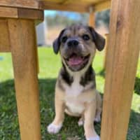 Photo of Spud