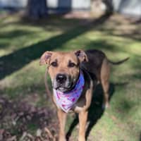 Photo of Mali *$250 Adoption Fee*