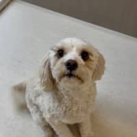 Photo of Cookie