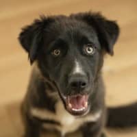 Photo of Monty   1 Year Old Husky X