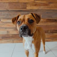 Photo of Brutus *$350 Adoption Fee* 