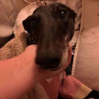 Photo of Crumpet, The Greyhound