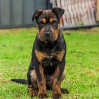 Photo of Bennie