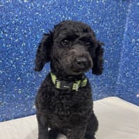 Photo of Scruffy