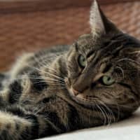 Photo of Sweet Pea