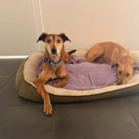 Photo of Snickers & Caramel