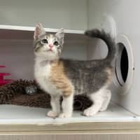 Photo of Ivy