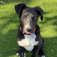 Photo of Wally   8 Month Old Kelpie X