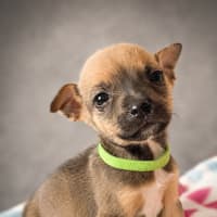 Photo of Oscar