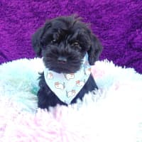 Photo of Truffle