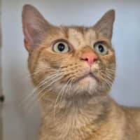 Photo of Simba