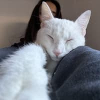 Photo of Caju* 9 Lives Rescue*💛