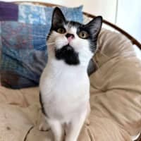 Photo of Sammy   Located In Eltham