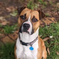 Photo of Otis