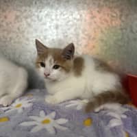 Photo of Ginger Snap