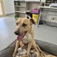 Photo of Mike! 🛋️🦎