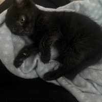 Photo of Burnt Marshmallow (Burni)