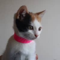 Photo of Moo