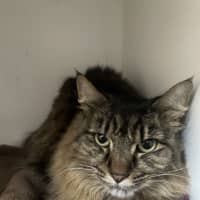 Photo of Cleo (Bonded To Bella)
