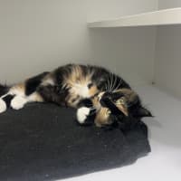 Photo of Pepsi