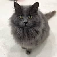 Photo of Jinx