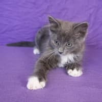 Photo of Crumpet