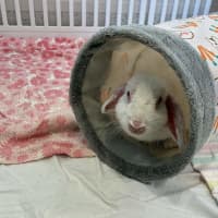 Photo of Minke