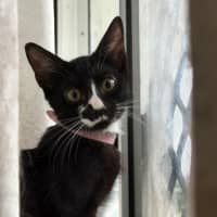 Photo of Shelby