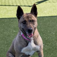 Photo of Coco Imp 1364