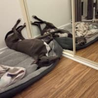 Photo of Romeo, The Greyhound