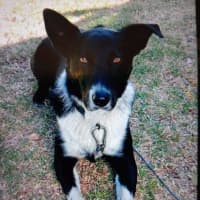 Photo of Buddy