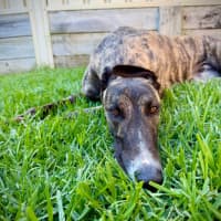 Photo of Clay, The Greyhound