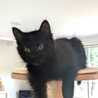 Photo of Lyra