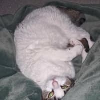 Photo of Peaches