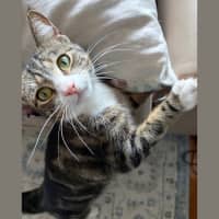 Photo of Stripes