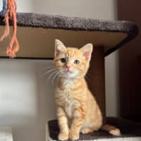 Photo of Sesame