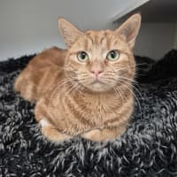 Photo of Mimosa