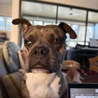 Photo of Koda
