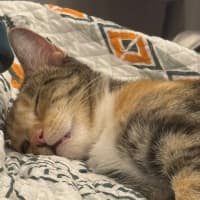 Photo of Caramel Slice