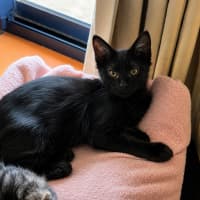 Photo of Nemo